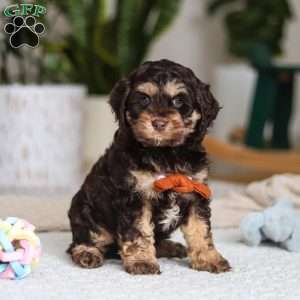 Prince, Cockapoo Puppy